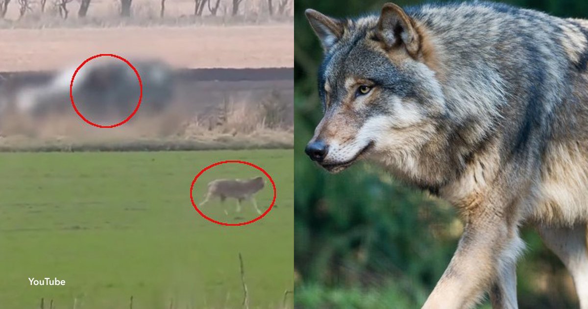7 cover.jpg?resize=412,232 - Indignante: Un cazador mató a la última loba salvaje de Dinamarca