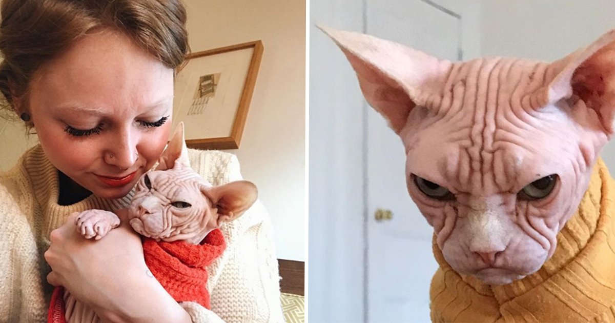 Le Chat Sphynx Le Plus Grincheux Du Monde Vonjour