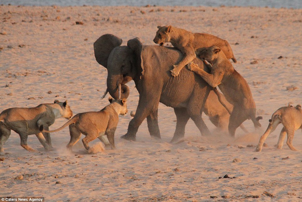 Ride long: l'éléphant tente de continuer à avancer alors que les lionnes se serrent les dents avec les griffes lors de la bataille du coucher du soleil en Zambie