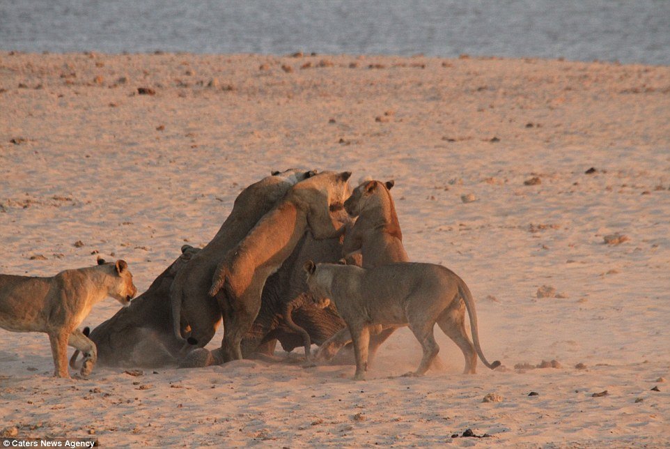 Pack attaque: les lionnes triomphent du bébé éléphant et le mettent à genoux lors du combat dans le parc national de South Luangwa