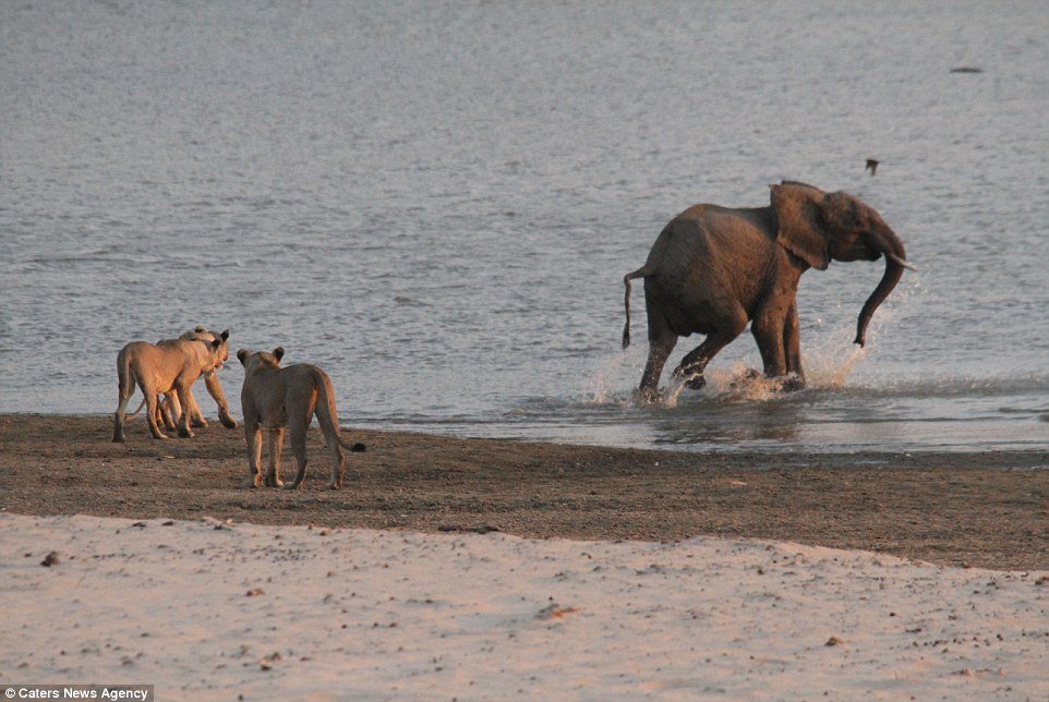 Attrape-moi si tu peux: L'éléphant, enfin en sécurité, fait quelques pas dans le trou d'eau alors que les lionnes en colère regardent