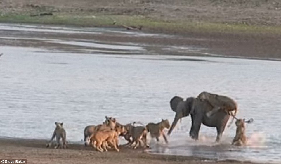 Sports nautiques: une lionne s'accroche au dos des éléphants, tandis que d'autres membres de l'orgueil reviennent du bord de l'eau