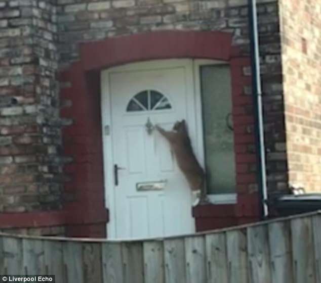 Le film a capturé un chat très poli à Bootle, dans le Merseyside, en utilisant le heurtoir de la porte pour demander à être laissé entrer.