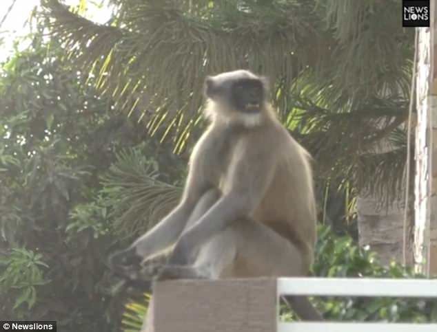 The monkeys are attacking residents living in Supa Village, near Navsari, in Gujarat state on a daily basis