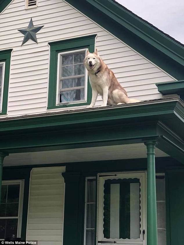 Le service de police de Wells Maine a reçu plusieurs appels de résidents locaux inquiets qui signalaient qu'un chien curieux, qui semblait être un husky cross, était coincé sur le toit de sa maison.