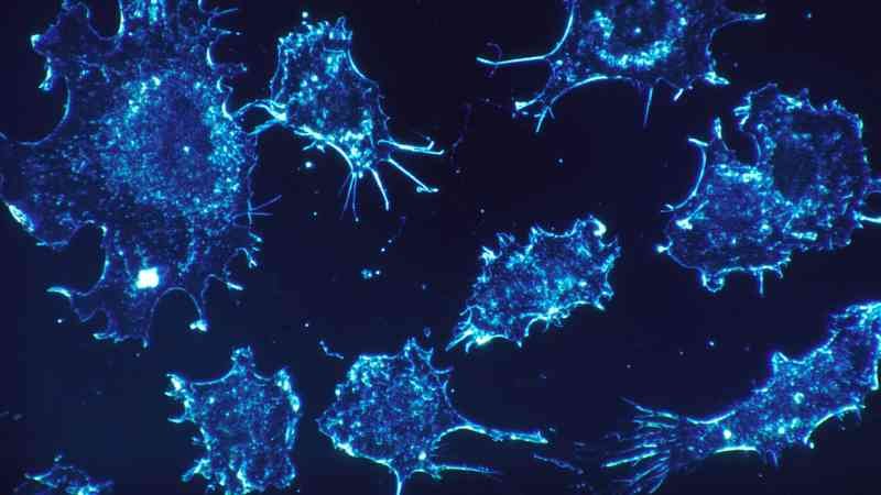 culture de cellules cancéreuses