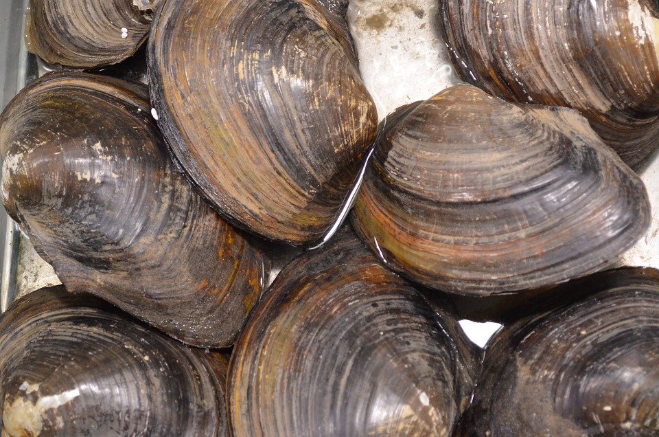 clam pixabay - l'image de l'image