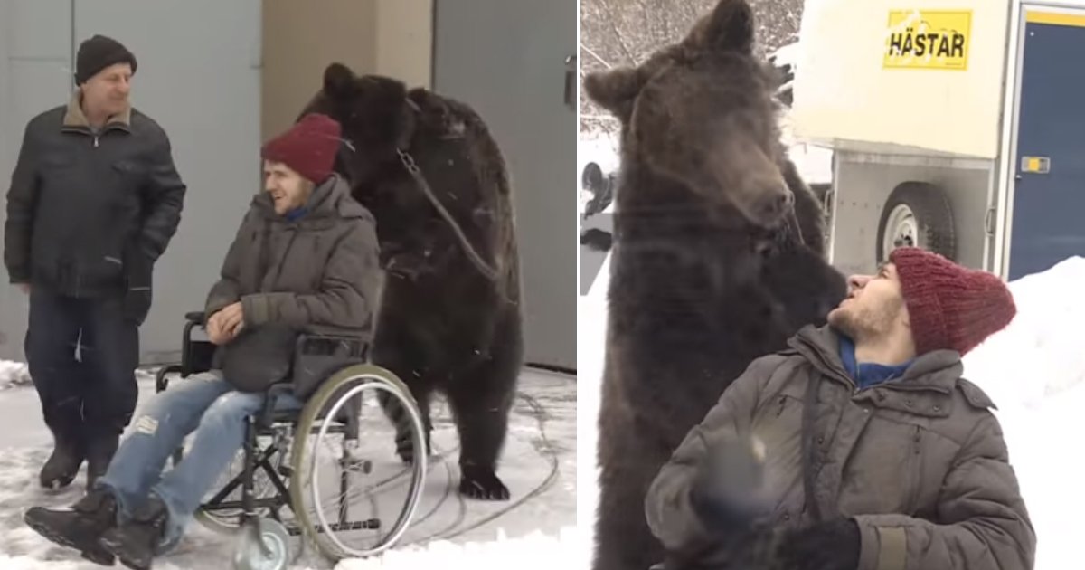 bear wheelchair.jpg?resize=1200,630 - Un ours pousse un homme en fauteuil roulant !