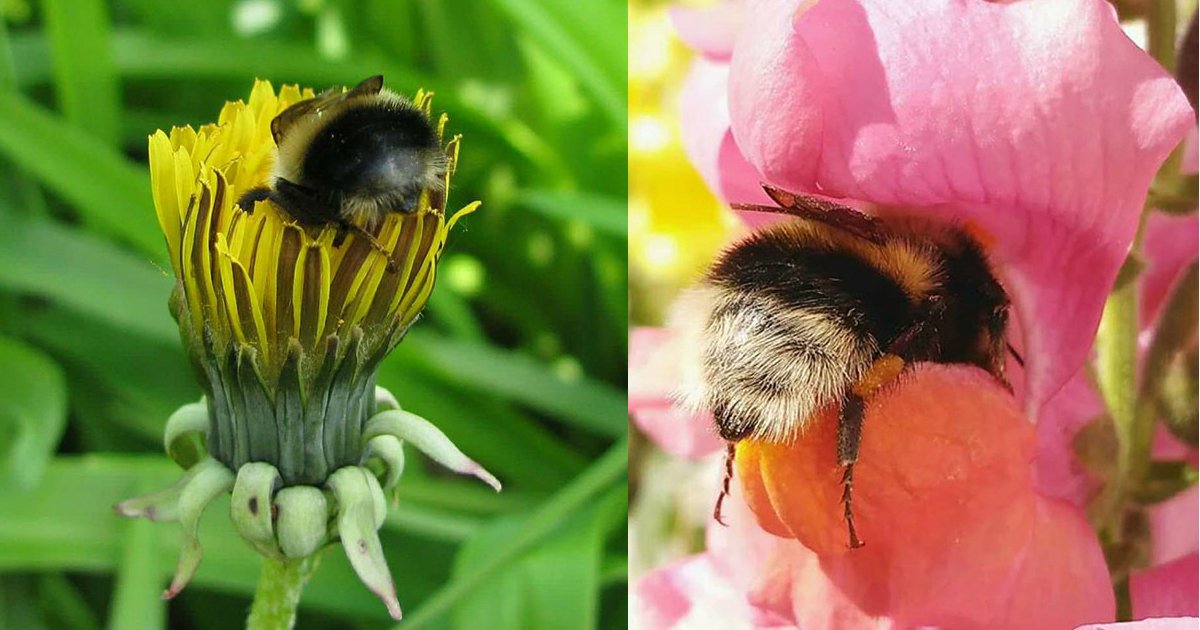 bumble bee bum.jpg?resize=1200,630 - Ces photos de derrières de bourdons vont illuminer votre journée!