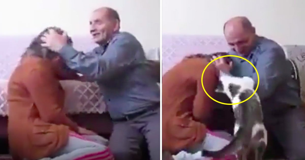 cat 2.jpg?resize=412,275 - Vídeo fofo mostra gato valente protegendo sua dona, enquanto é "atacada" pelo seu marido