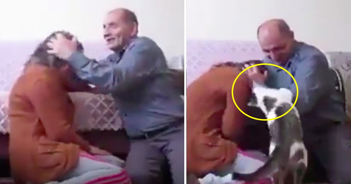cat 2.jpg?resize=412,232 - Vídeo fofo mostra gato valente protegendo sua dona, enquanto é "atacada" pelo seu marido