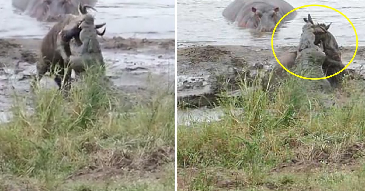 crocodile.jpg?resize=1200,630 - Hippos Saved A Wildebeest From Crocodiles In Epic Struggle At A Waterhole In South Africa