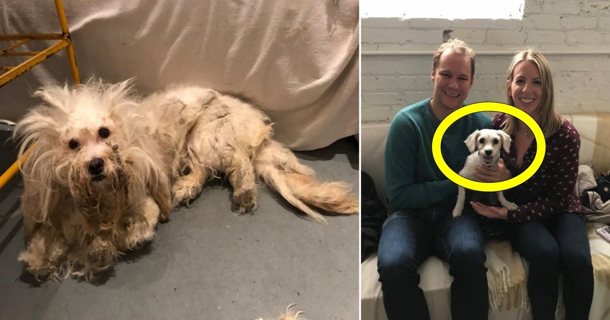 dd side.jpg?resize=1200,630 - Un chien couvert de 'poils emmêlés' a été déposé dans un refuge pour animaux, puis une métamorphose a changé sa vie