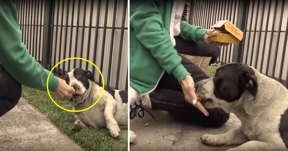 dogs 2.jpg?resize=412,275 - Adorable dogs were dumped on streets—but when rescuers arrive, their unusual reaction is too cute!