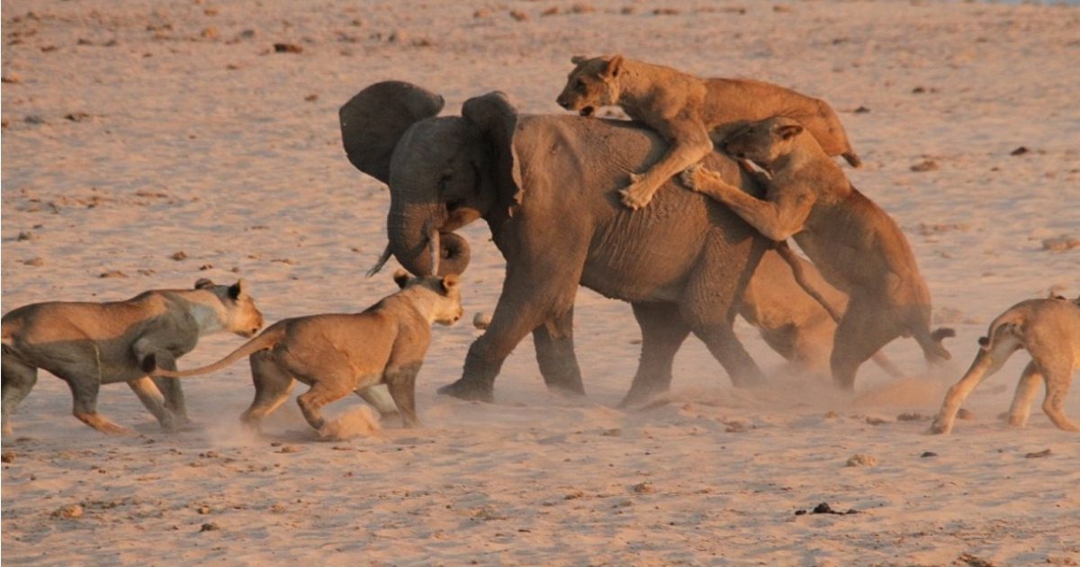 e 2.jpg?resize=412,232 - 14 Lions attaquent un éléphanteau : Il survit grâce à une astuce intelligente