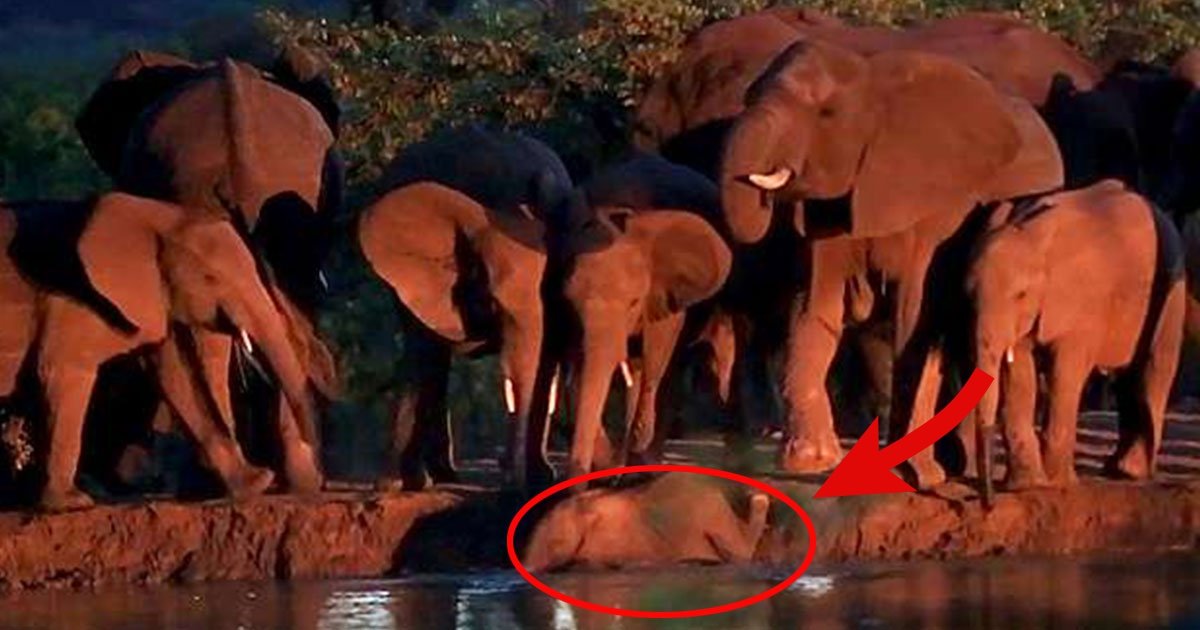 e.jpg?resize=412,232 - Un groupe d'éléphants sauve un petit éléphant de la noyade dans une rivière