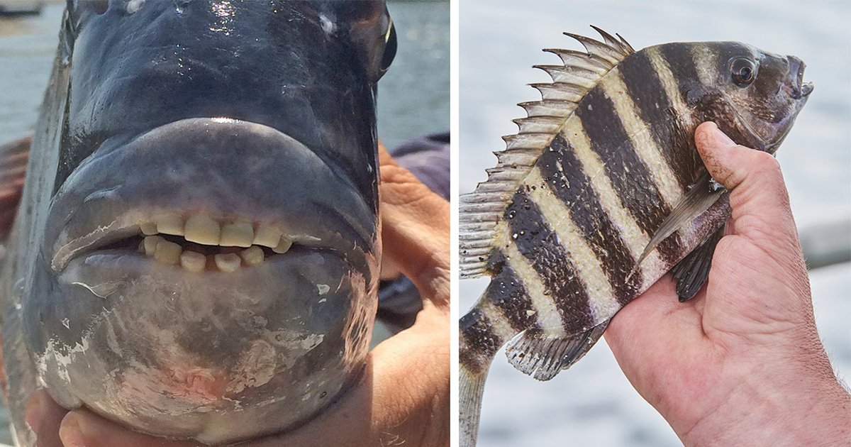 ec9584ed8bb0ed81b49.jpg?resize=1200,630 - Un poisson aux dents à l'aspect humain est pêché au large des côtes de la Caroline du Sud