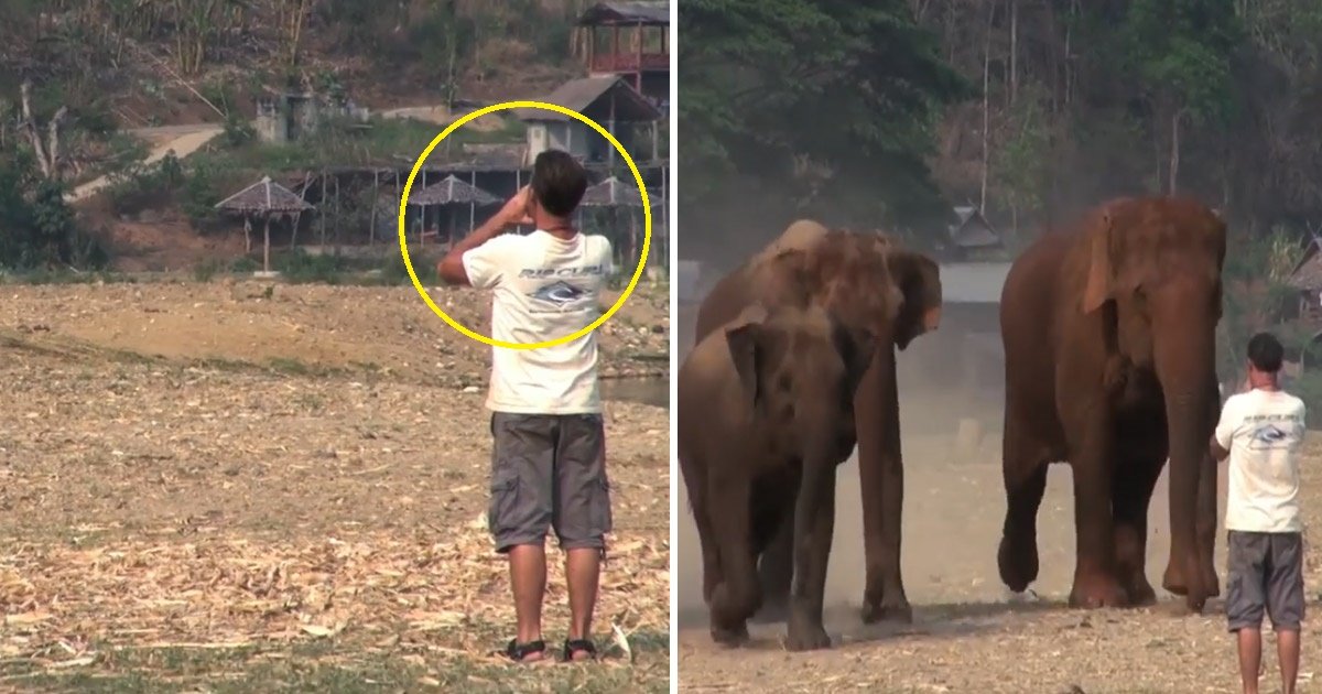 elephant.jpg?resize=1200,630 - [Vidéo] On a jamais vu des éléphants aussi heureux de revoir leur copain humain!