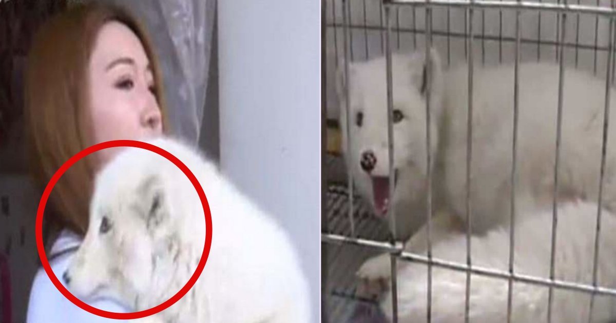 f side.jpg?resize=412,232 - Une femme chinoise a été choquée de découvrir que son chien était en réalité un renard.