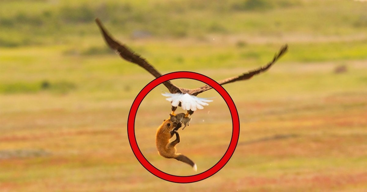 ff 2.jpg?resize=1200,630 - Un photographe de la nature capture une bataille alimentaire dramatique entre un aigle à tête blanche et un renard nain