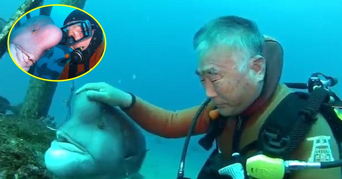 fish 6.jpg?resize=412,232 - Esta interação subaquática entre um humano e um peixe vai te surpreender
