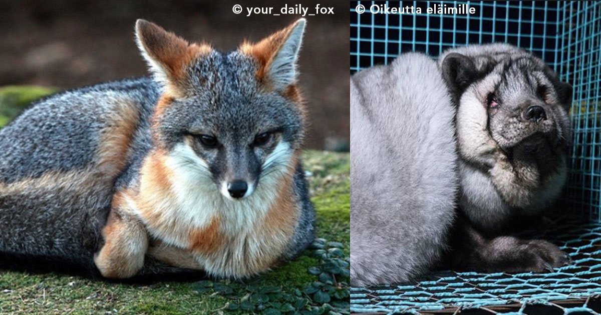 fox.jpg?resize=412,232 - El mundo entero se indigna al ver la tortura que viven los zorros grises en Finlandia para comerciar con sus pieles
