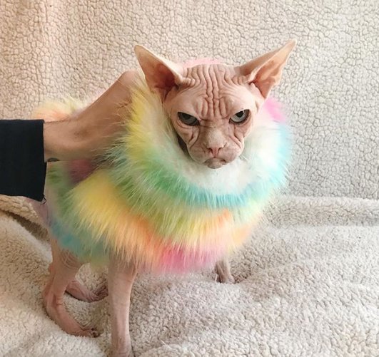 Le Chat Sphynx Le Plus Grincheux Du Monde Vonjour Le Chat Sphynx Le Plus Grincheux Du Monde Vonjour