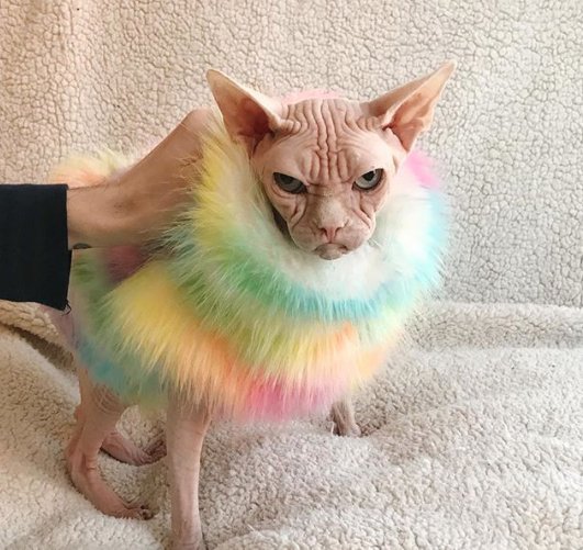 Le Chat Sphynx Le Plus Grincheux Du Monde Vonjour