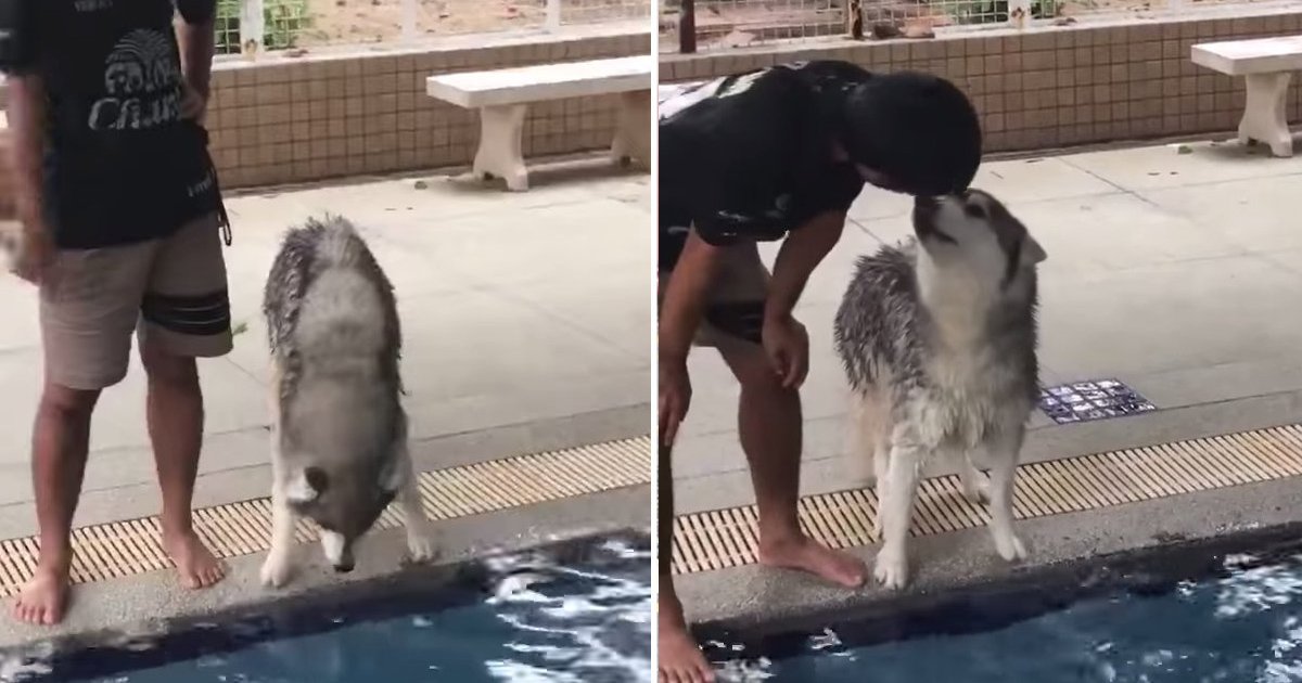 husky.jpg?resize=1200,630 - Adorable Husky Didn't Want To Swim Until He Saw A Female Dog Jump Into The Water