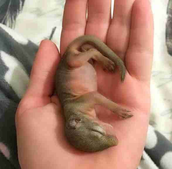 Pregnant wild squirrel comes home to rescuers to have baby