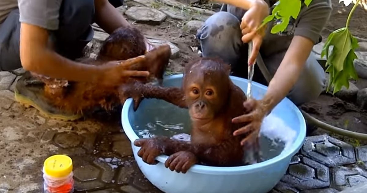 it is bath time for baby orangutans camera captures the adorable moment.jpg?resize=1200,630 - C'est l'heure du bain pour les bébés orangs-outans, la caméra capte le moment inattendu mais adorable