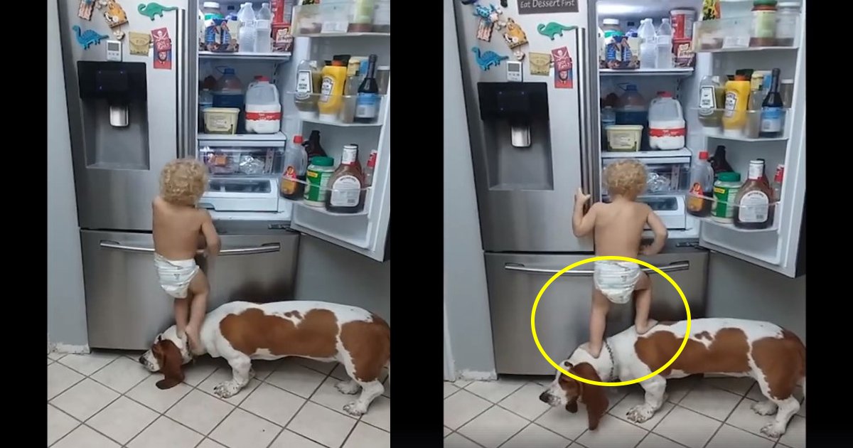 kid and dog.jpg?resize=1200,630 - Cet adorable duo bambin et chien "complices dans le crime" pillant un frigo pour de la nourriture est le nouveau favori d'Internet