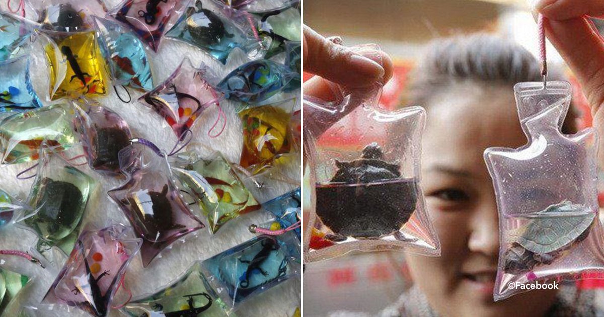 llaver.jpg?resize=1200,630 - En china, venden animales como llaveros de moda que están atrapados vivos en bolsas de plástico hasta que mueren