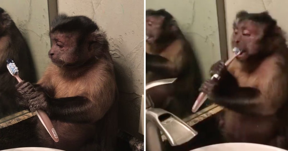 monkey.jpg?resize=1200,630 - Un singe se brosse les dents comme un humain !
