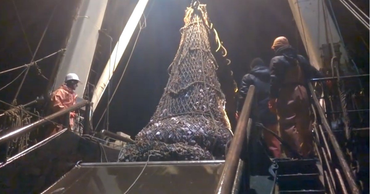 pic copy 6.jpg?fit=1024%2C538&ssl=1&strip=all - Fishermen Accidentally Caught A ‘Giant Predator’ Inside Their Net