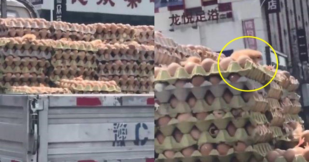 s 48.jpg?resize=1200,630 - Chicks Hatching On An Egg Delivering Truck While It Is On The Road
