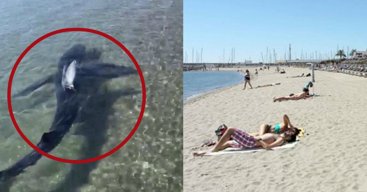 shark near beack.jpg?resize=1200,630 - Les gens sont restés choqués après qu'un requin de dix pieds soit apparu à la plage!