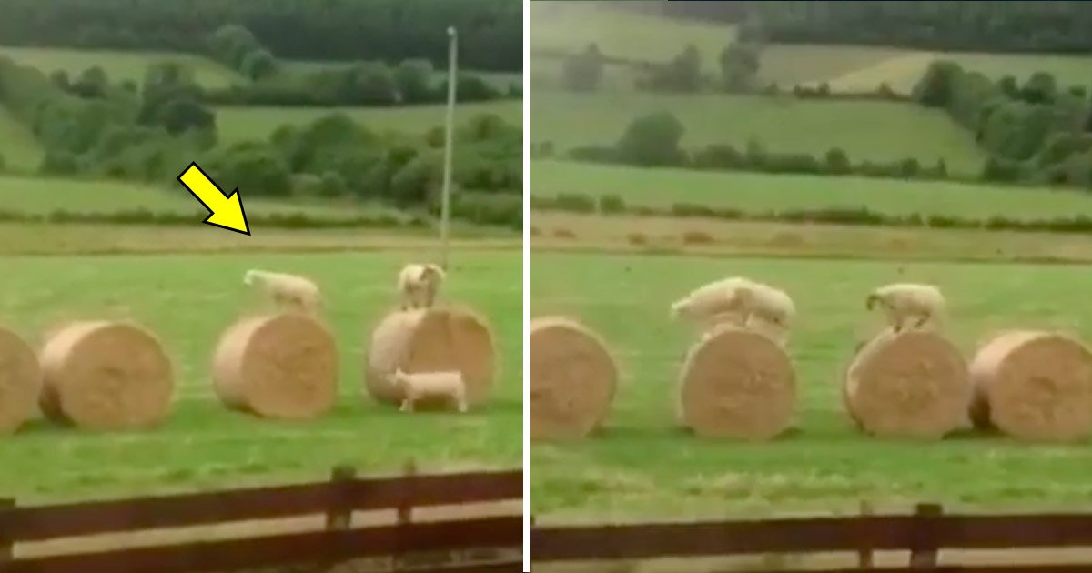sheep.jpg?resize=412,232 - Trois moutons regardent des bottes de foin dans un champ — ce qu'ils font ensuite semble très amusant
