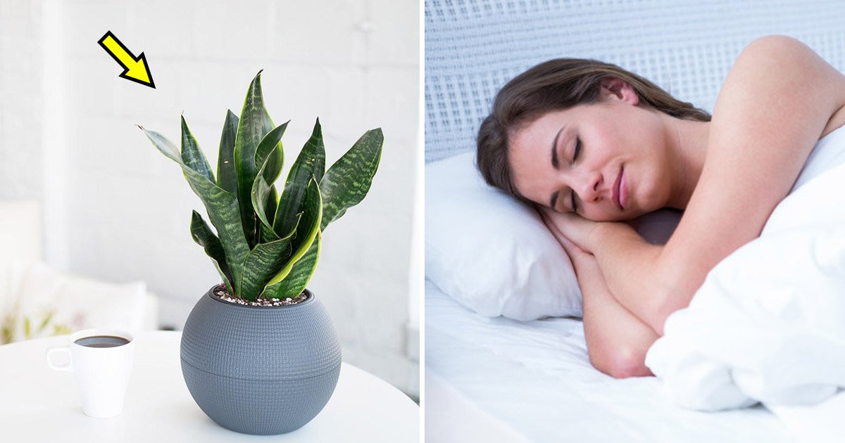 sleep 2.jpg?resize=412,232 - These 9 Bedroom Plants Can Help You Sleep Better Every Night