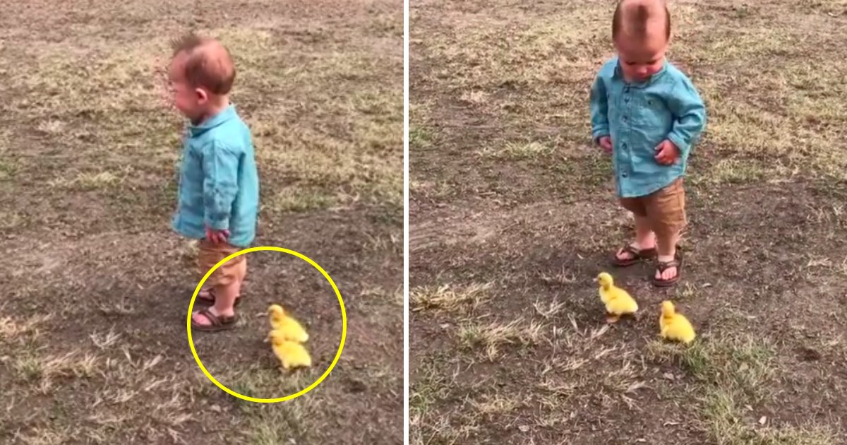 stalker.jpg?resize=1200,630 - This Toddler Is Being Stalked By Cute Ducklings And His Reaction Will Surely Made Your Day