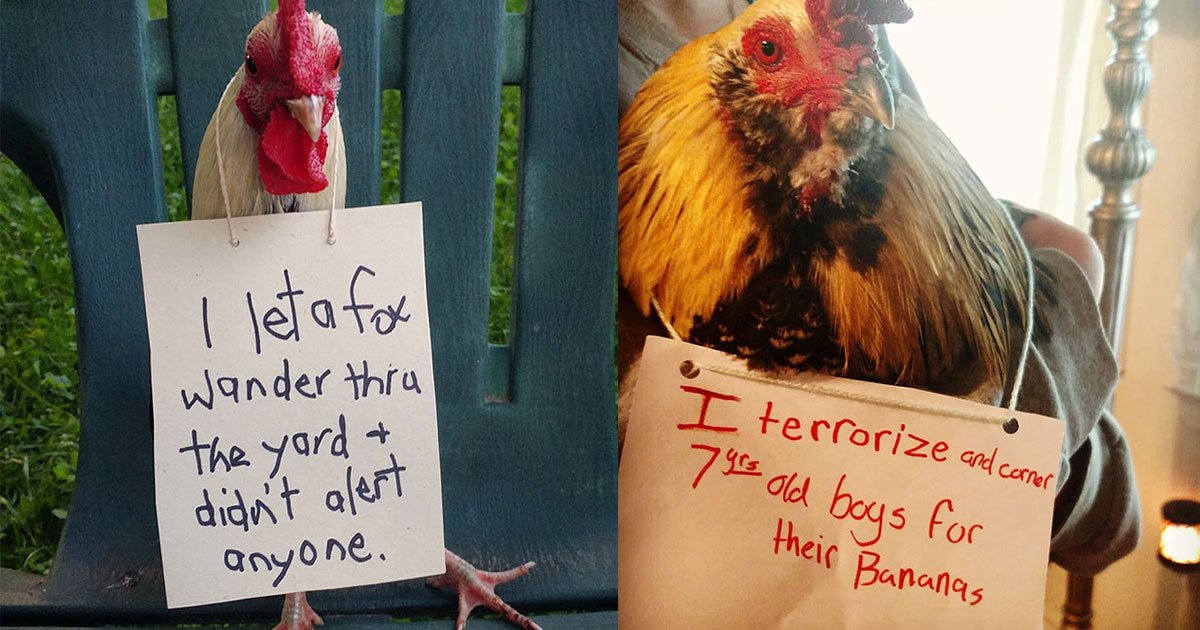 these farmers are shaming their chickens for their crimes and it is hilarious to read.jpg?resize=1200,630 - Ces paysans mettent la honte à leurs poulets pour leurs "crimes" et il est hilarant de les lire!