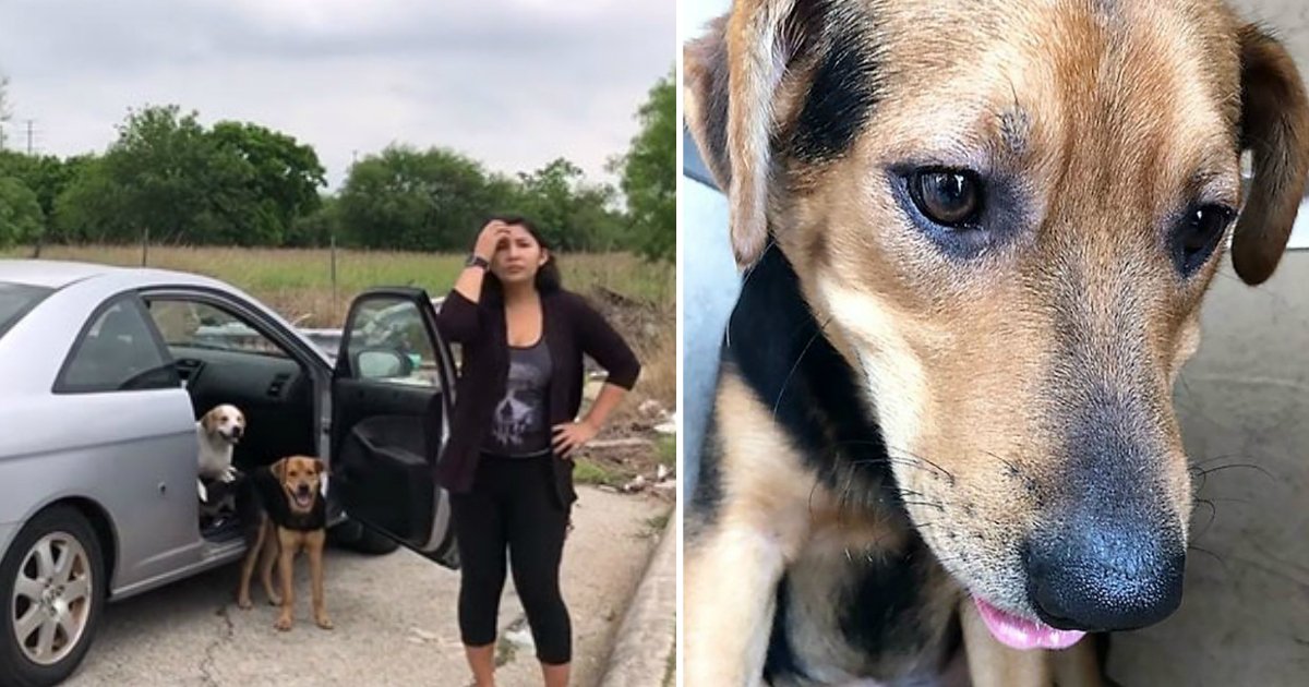 thumbb.jpg?resize=1200,630 - 네 마리의 강아지를 유기하다 걸린 여성의 '뻔뻔한' 행동 (영상)