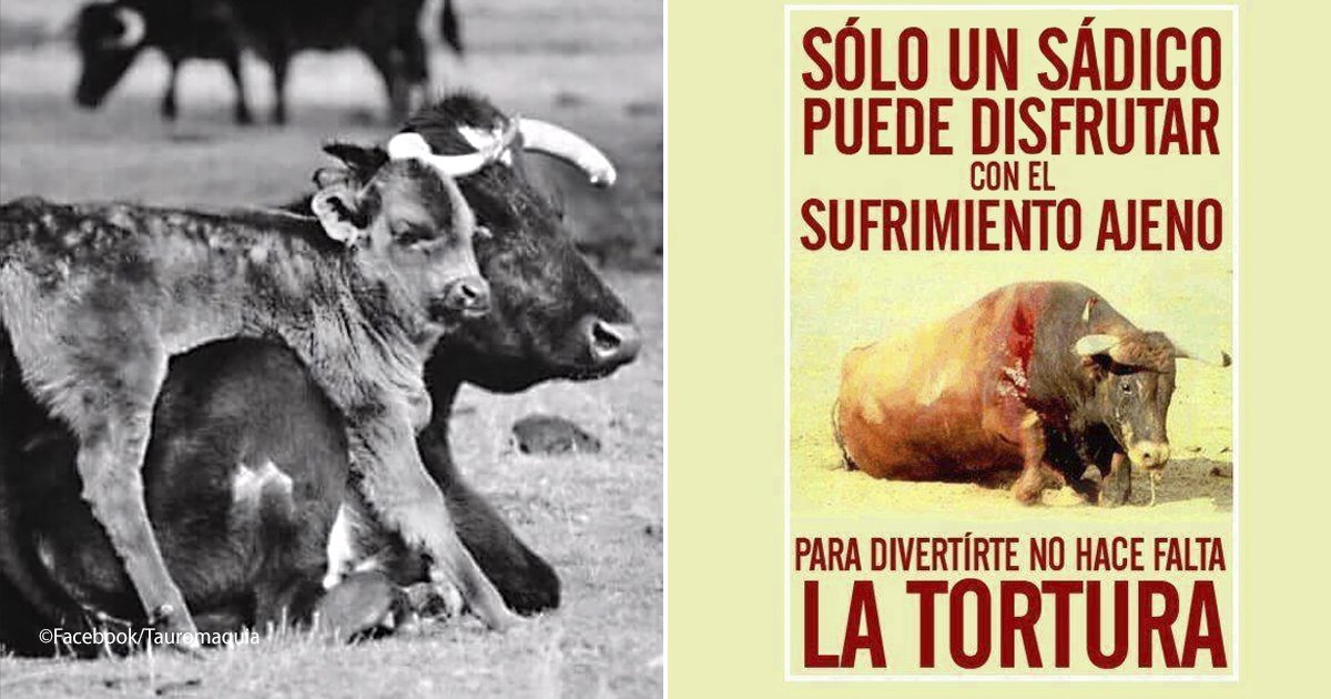 toro 1.jpg?resize=412,232 - Lo tenían en una jaula de 2x2, después de someterlo a un gran estrés, lo liberan para seguir con la diversión, no puede más y cae al suelo