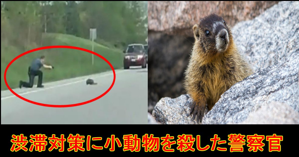 unnamed file 26.jpg?resize=412,275 - 【渋滞を避ける為!?】道路を渡る小動物を"銃で撃ち殺した"警察に避難殺到...