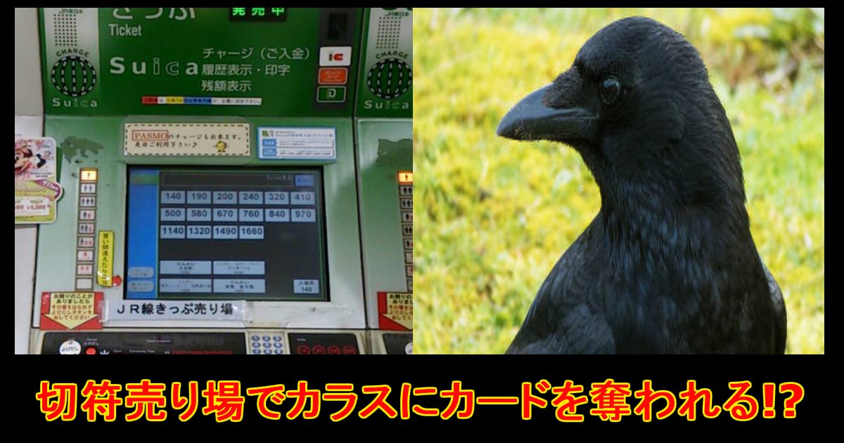 unnamed file 7.jpg?resize=412,232 - 【注意喚起も！】カラスが駅券売機で驚きの行動に.....!