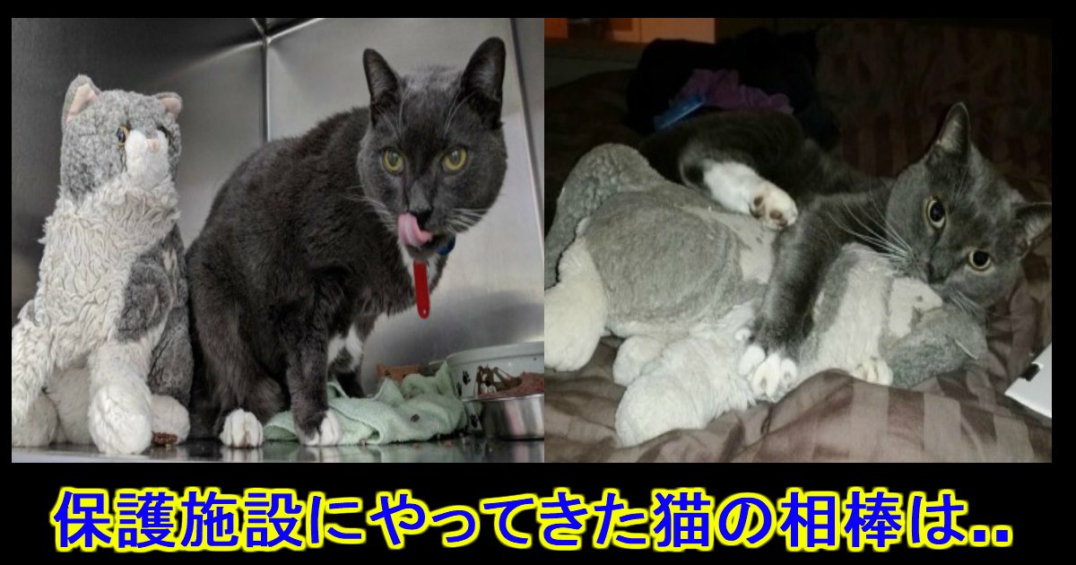 unnamed file 9.jpg?resize=412,275 - 亡くなった飼い主に貰った人形を抱きしめて...保護施設に来た一匹の猫。