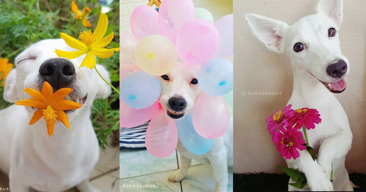 untitled 1 11.jpg?resize=1200,630 - La sonrisa y simpatía de este perrito le ha hecho tener miles de seguidores en Instagram ¡Es adorable!