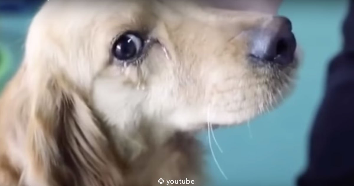 untitled 1 24.jpg?resize=1200,630 - Un perrito estaba a punto de convertirse en comida en China pero un grupo de rescatistas lo salvó y lloró de la emoción