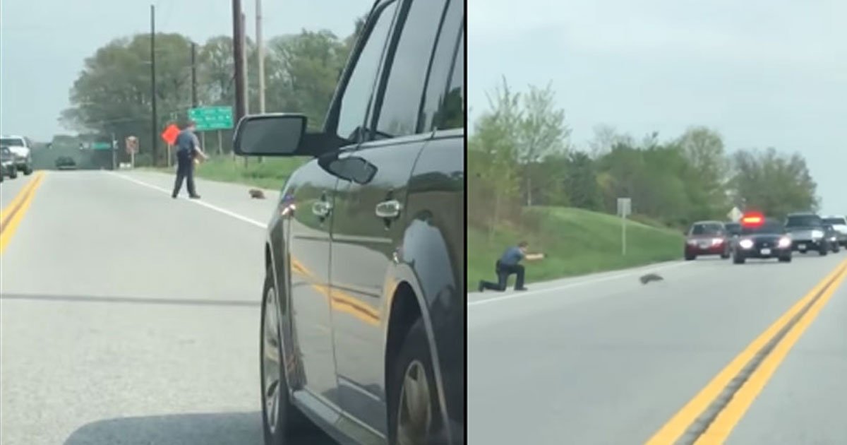 untitled 1 39.jpg?resize=1200,630 - Vidéo : Un policier abat un rongeur au comportement étrange entravant le trafic routier.