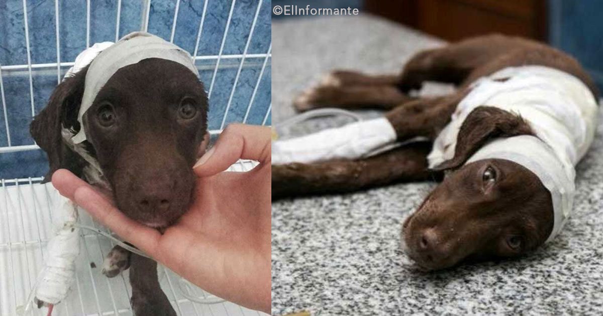 untitled 1 79.jpg?resize=412,232 - Un perrito fue cruelmente despellejado por un hombre, será el primer caso de este tipo juzgado en Argentina